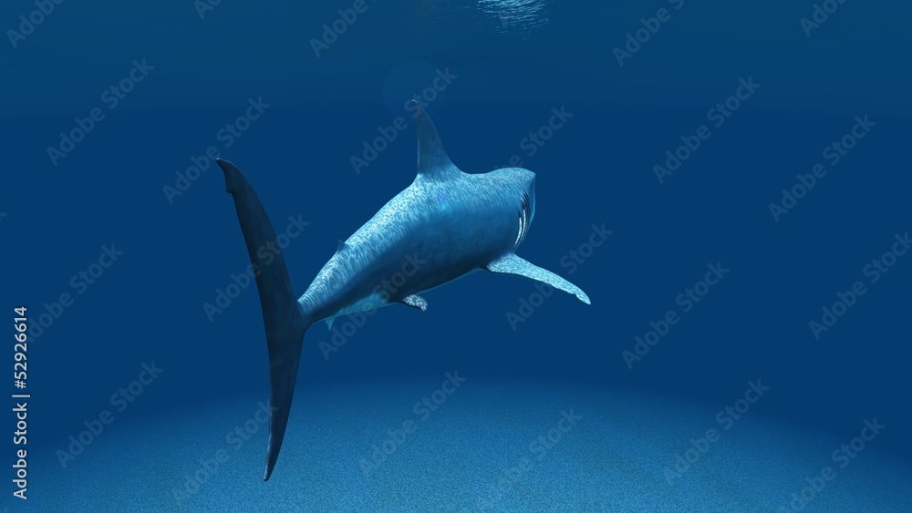 Fototapeta premium サメ