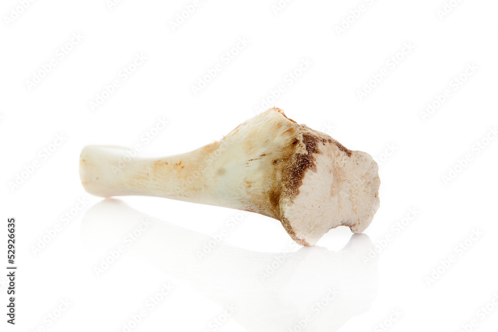 Fototapeta premium Bone isolated on white background.