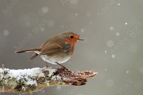 Robin in Falling Snow © Lensman300