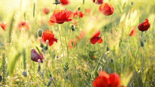Red poppy on the green field with wheat. Moving focus