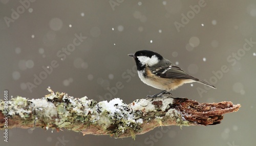 Coal Tit (Periparus ater) in falling snow.