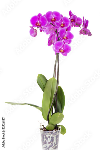 Fototapeta Naklejka Na Ścianę i Meble -  Pink orchid