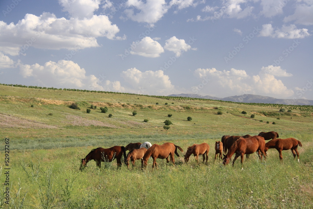 horse eating grass on field