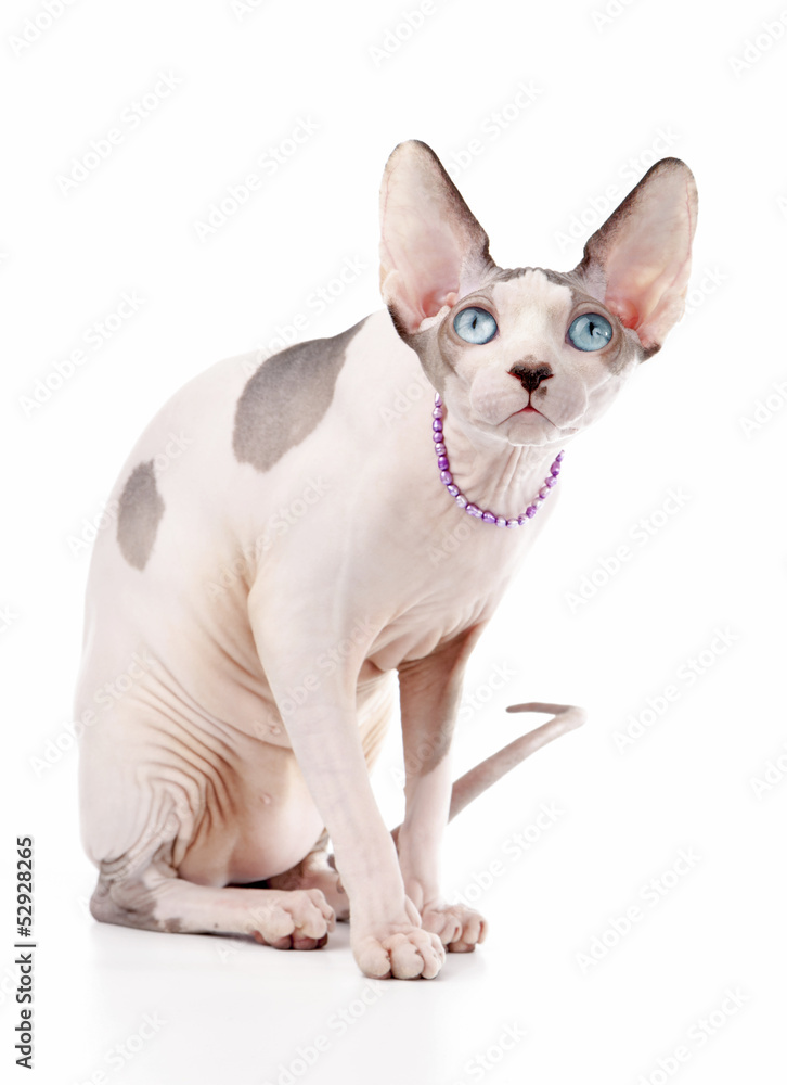 Canadian Sphynx cat chocolate harlequin with blue eyes