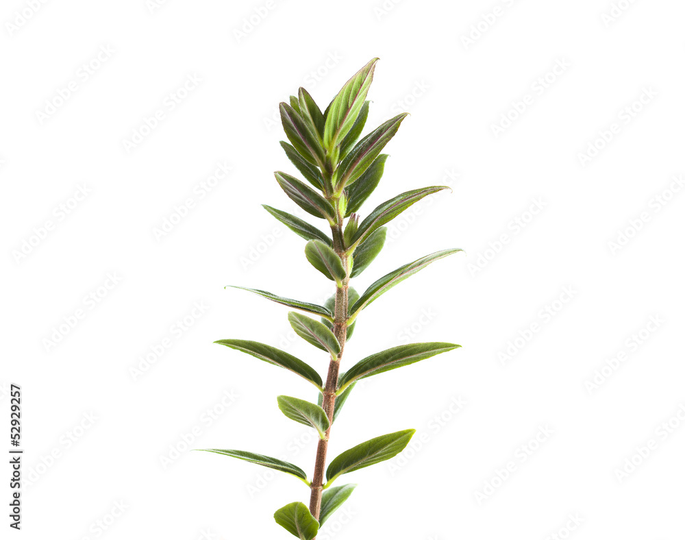 plant stem isolated on white background plant stem isolated on white background