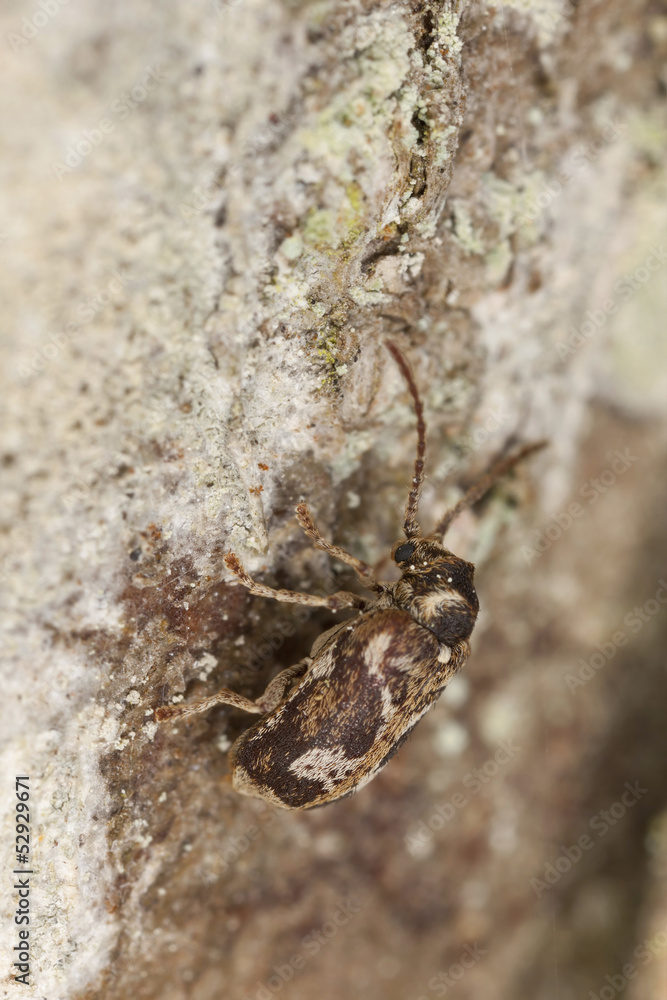 Fototapeta premium Hedobia imperialis, anobiidae on hazel
