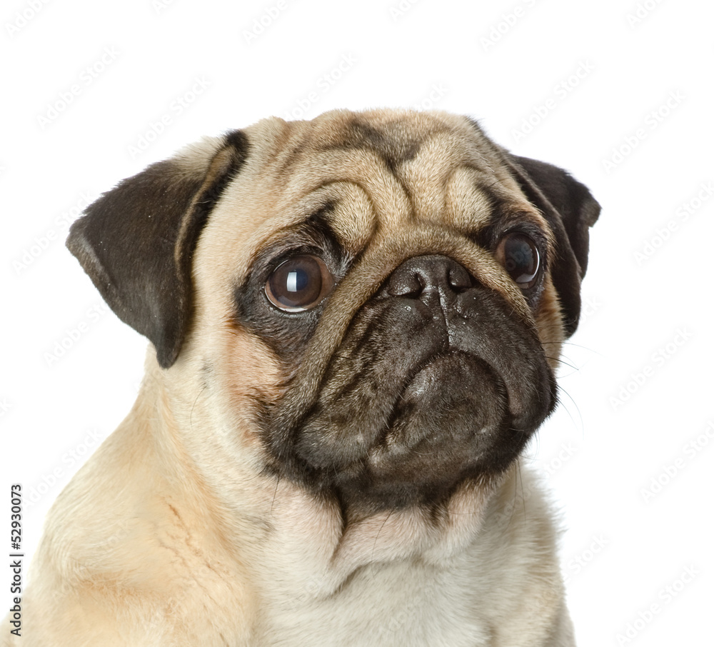 head pug puppy closeup. isolated on white background head pug puppy closeup. isolated on white background