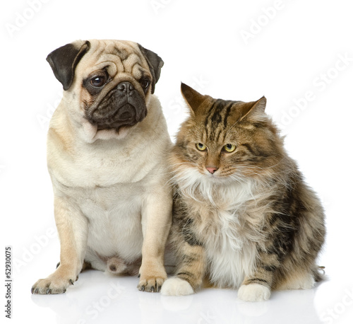 Cat and dog looking away. isolated on white background © Ermolaev Alexandr