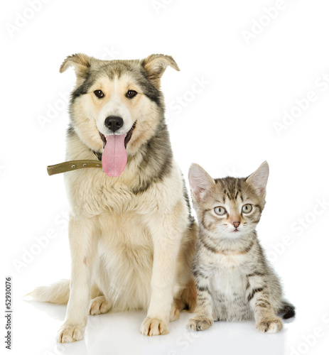 large dog and kitten. looking at camera. isolated on white backg
