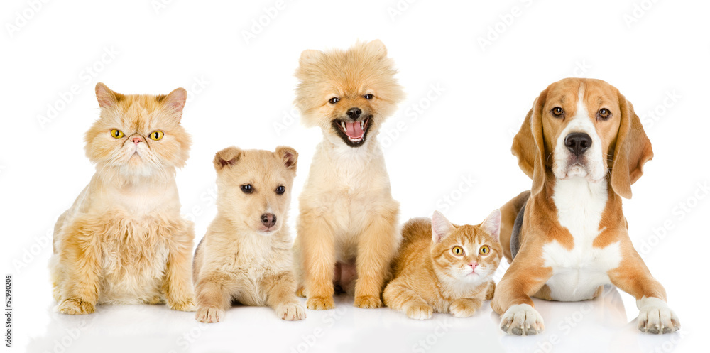Group of cats and dogs in front. looking at camera. isolated on Group of cats and dogs in front. looking at camera. isolated on