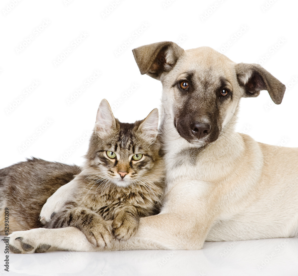 the dog hugs a cat. isolated on white