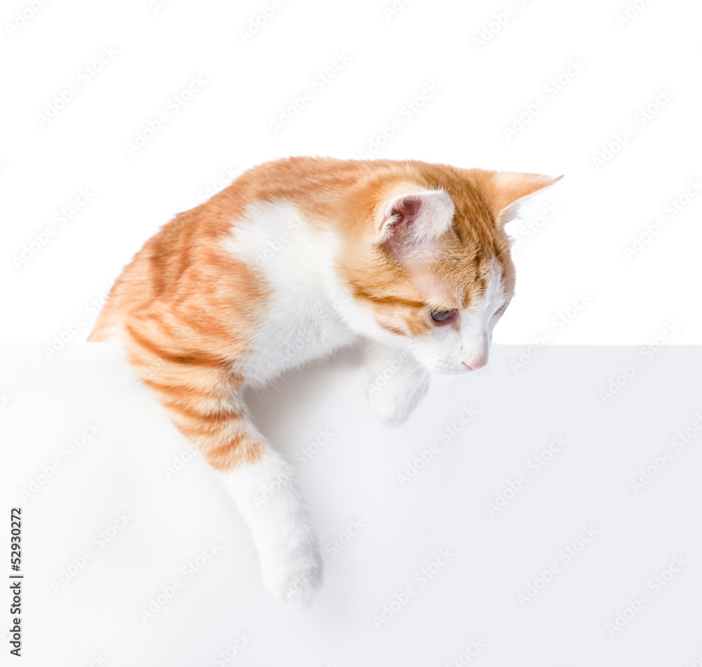 Obraz premium Cute kitten with empty board. isolated on white background