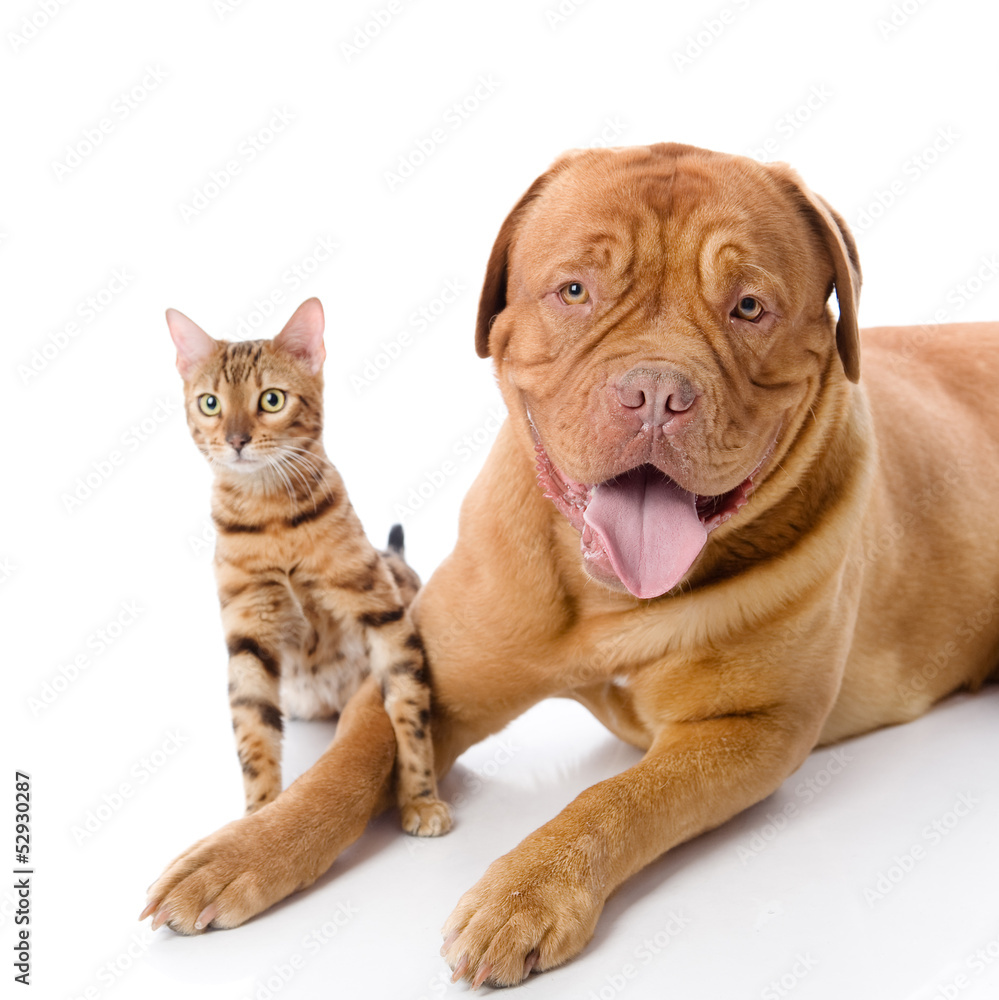 Dogue de Bordeaux (French mastiff) and Bengal cat Dogue de Bordeaux (French mastiff) and Bengal cat