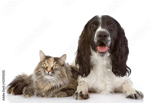 English Cocker Spaniel dog and cat lie together. looking at came
