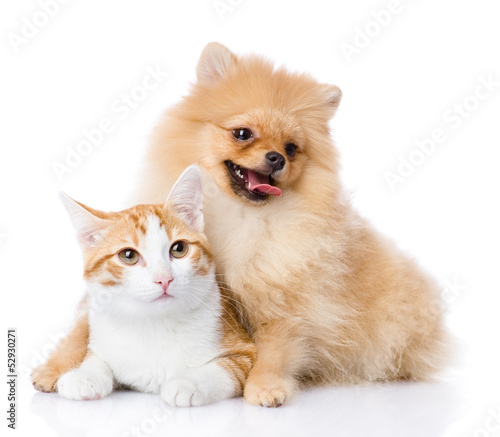 spitz dog embraces a cat. looking at camera. isolated on white