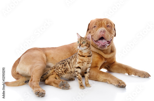 Fototapeta Naklejka Na Ścianę i Meble -  Dogue de Bordeaux (French mastiff) and Bengal cat 