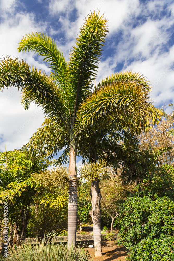 Obraz premium Palm Park