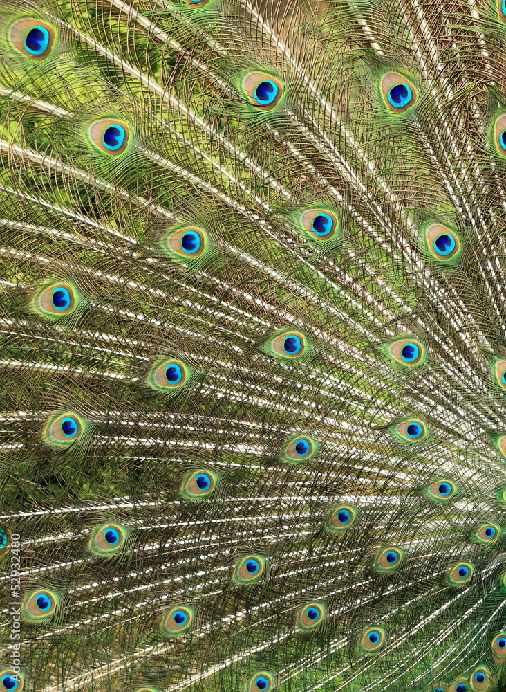 Fototapeta premium plumage du paon en parade amoureuse