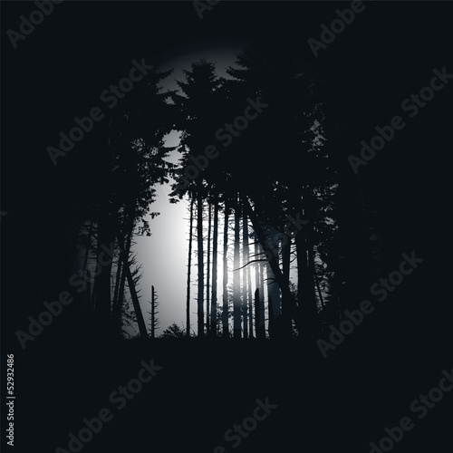 Fichtenwald bei Nacht