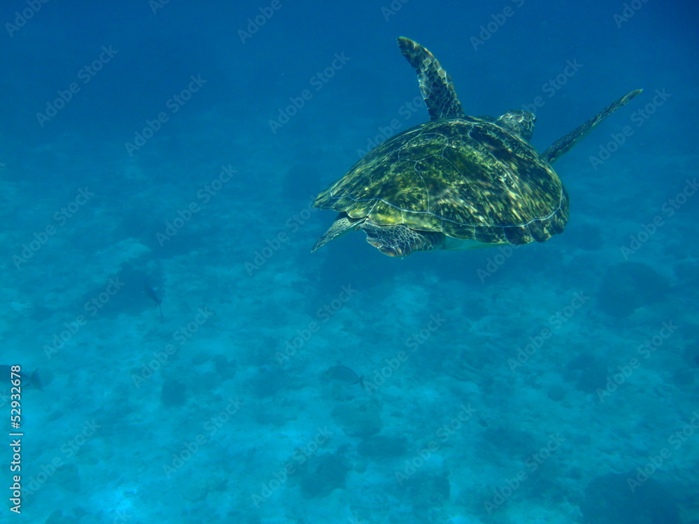 Tortue Tortue