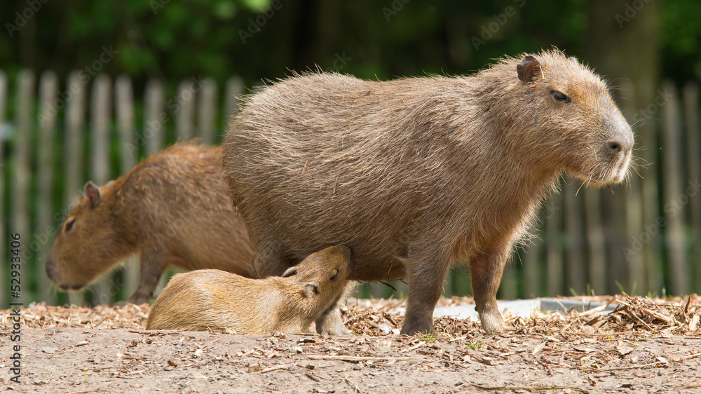 Close up of a Capybara and a baby Close up of a Capybara and a baby
