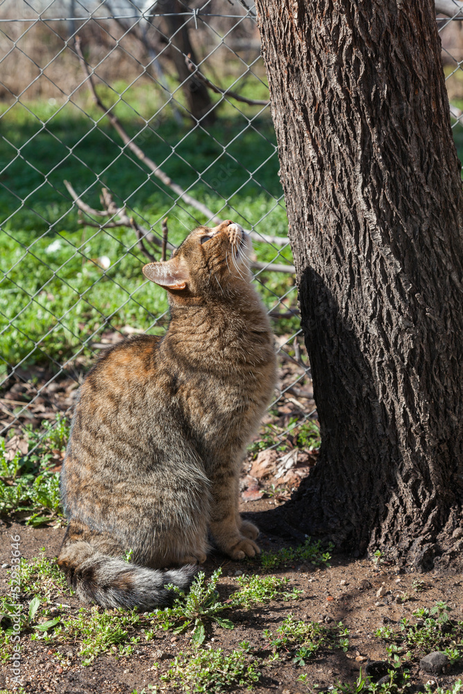 European tiger cat European tiger cat