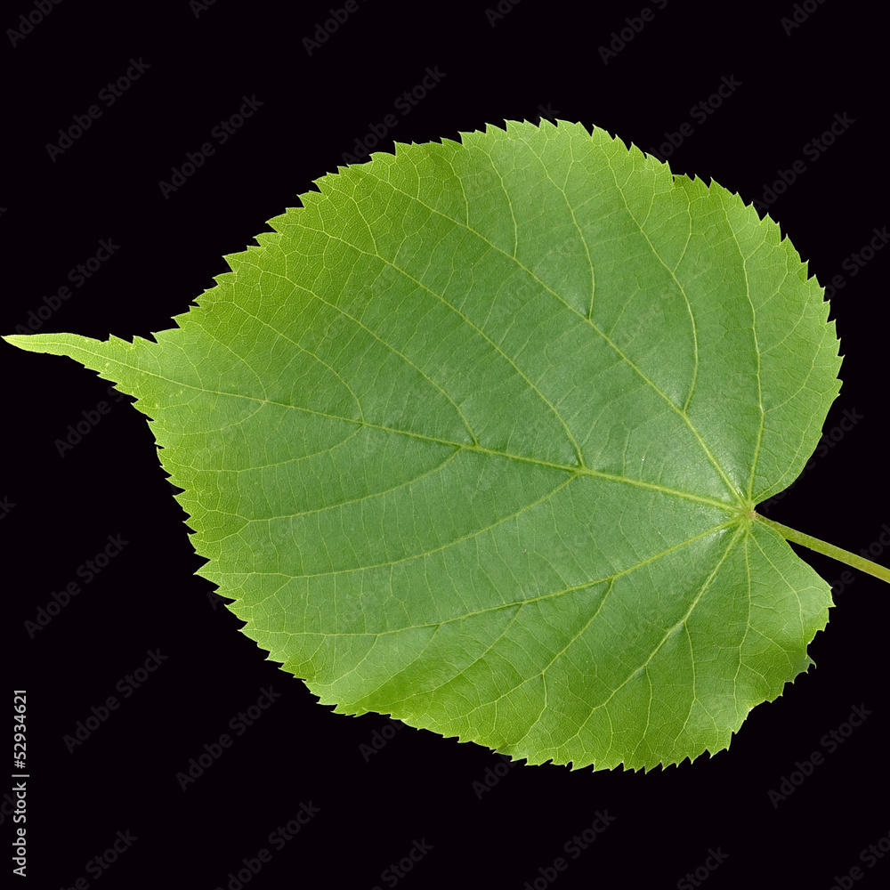 Obraz premium Sommerlinde, Lindenblatt, Tilia platyphyllos