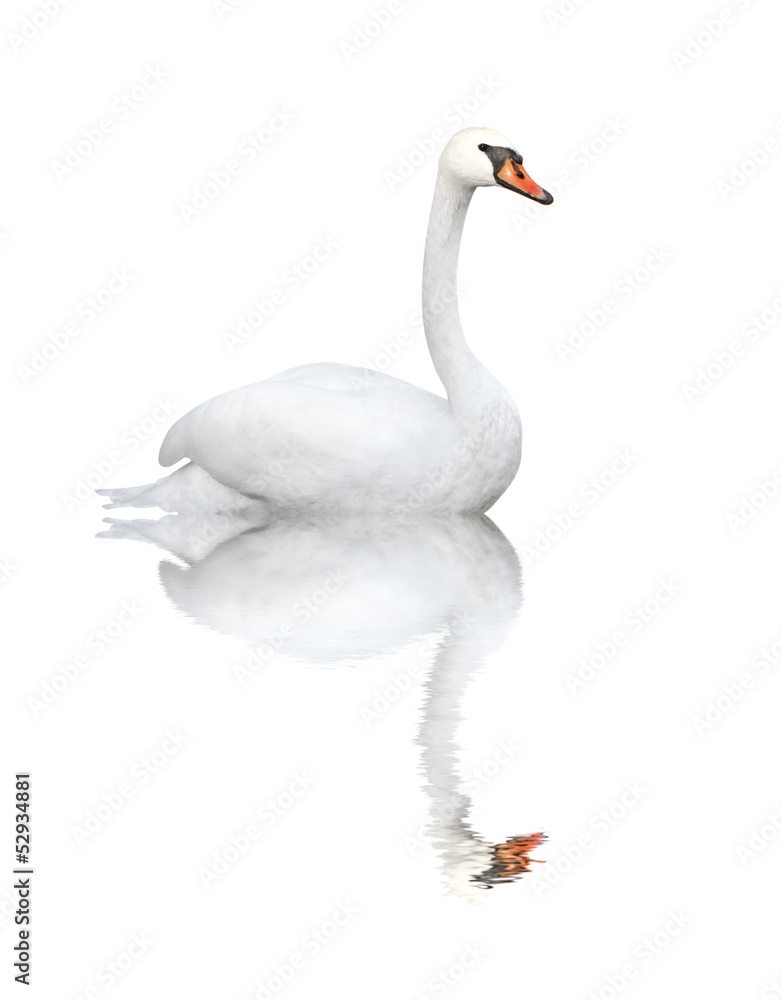Fototapeta premium Mute swan