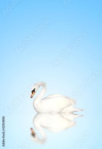 Fototapeta Naklejka Na Ścianę i Meble -  Mute swan