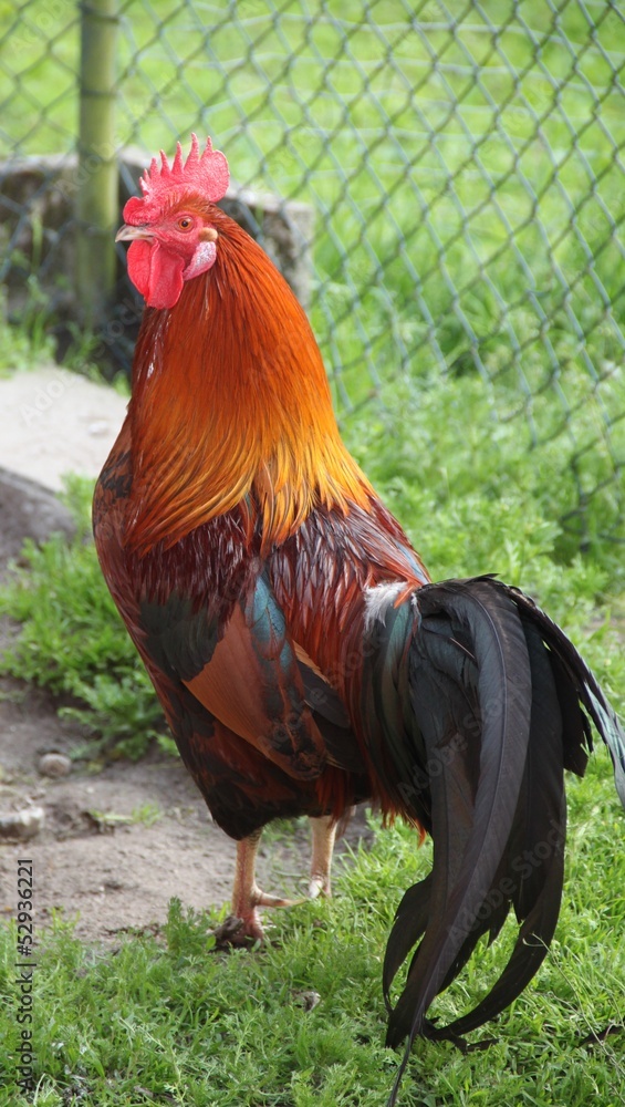 Fototapeta premium Stolzer Hahn in Freilandhaltung