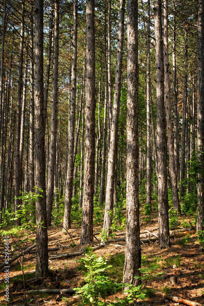 Pine forest