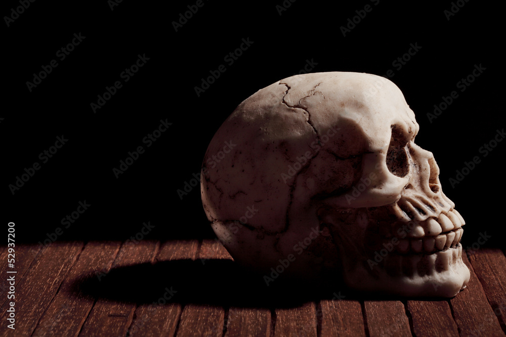 human skull human skull