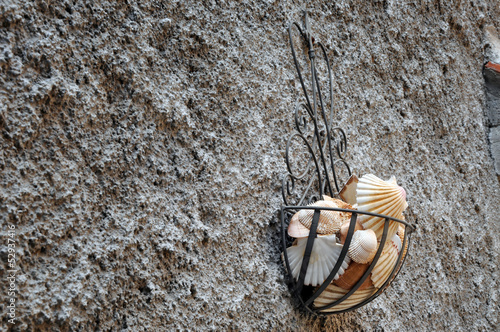 A group of shells and mussells hanging on the wall photo