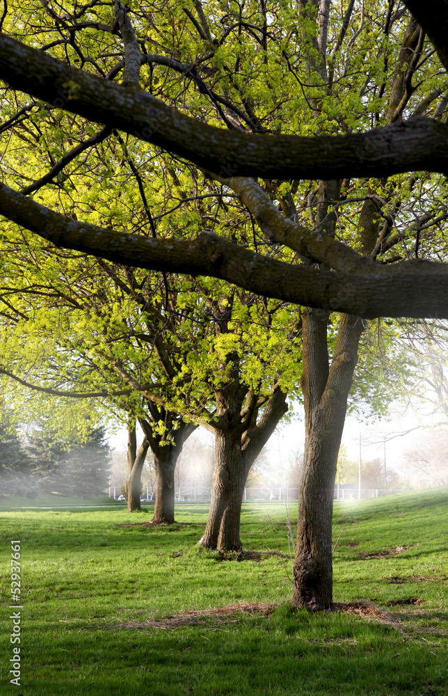 Trees in a row taken on foggy spring morning Trees in a row taken on foggy spring morning