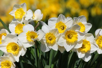 Foto auf Acrylglas Narzisse Close up shot of many white Daffodils  © SNEHIT PHOTO