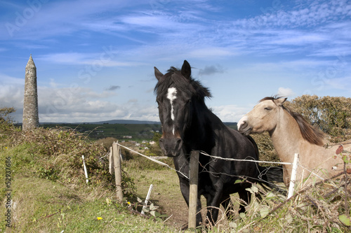 grazing Irish horses and ancient landmark tower