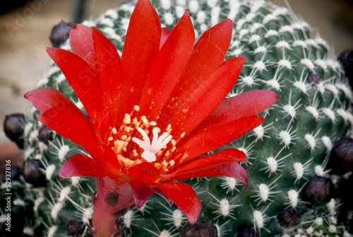 Flowering cactus rebutia deminuta photo