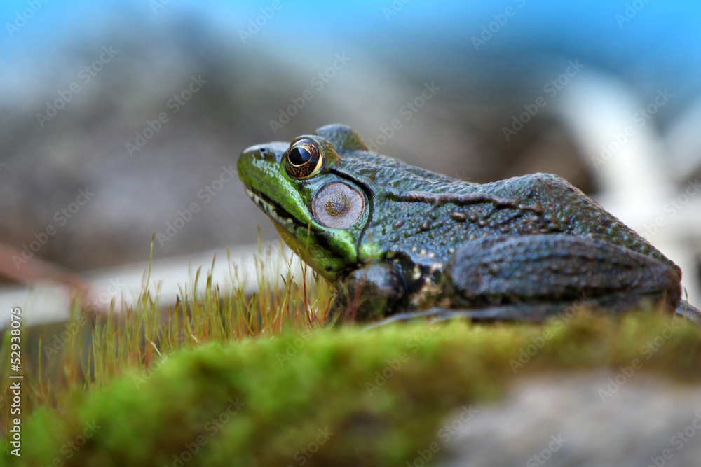 Green frog by the pond in the moss Green frog by the pond in the moss