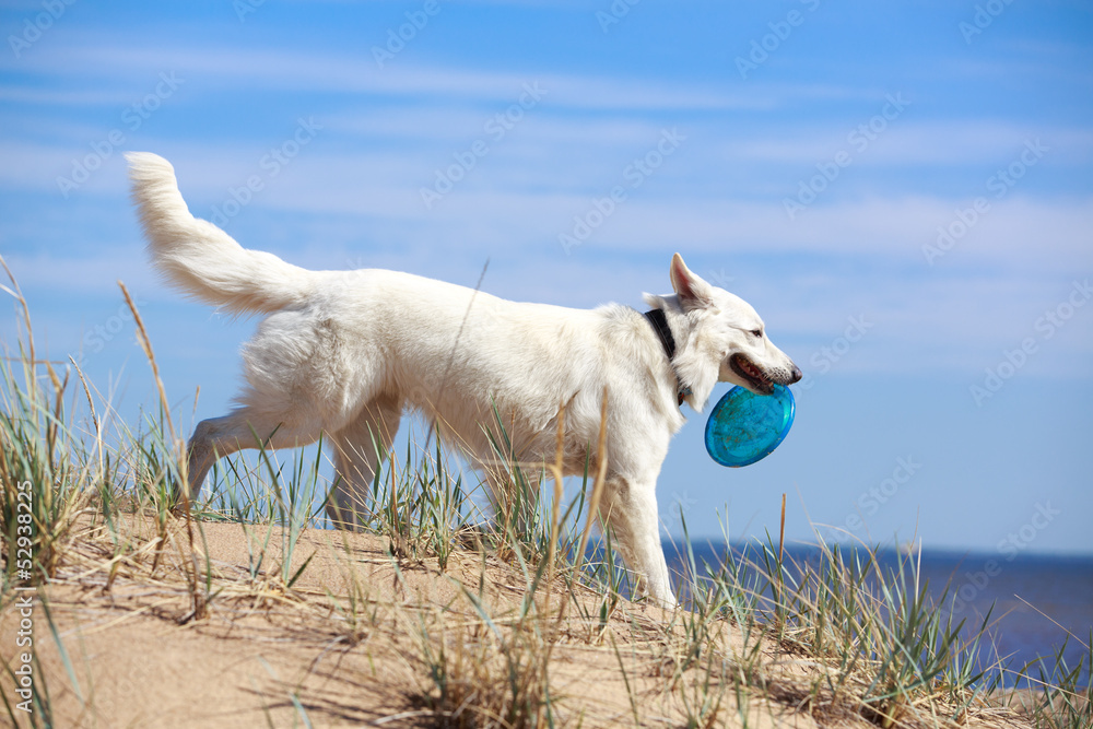 Fototapeta premium White Swiss Shepherd Dog
