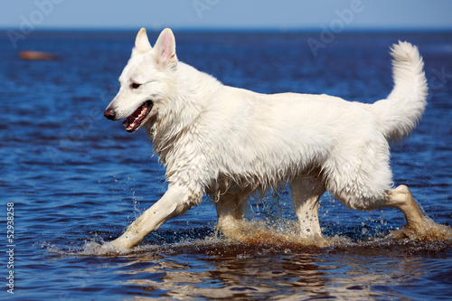 White Swiss Shepherd Dog