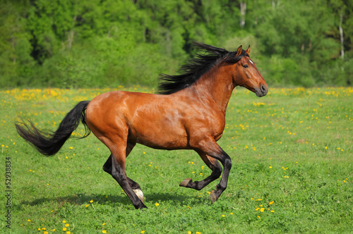 Beautiful sorrel horse