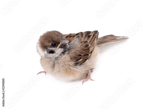 Some homework sparrow isolated white background