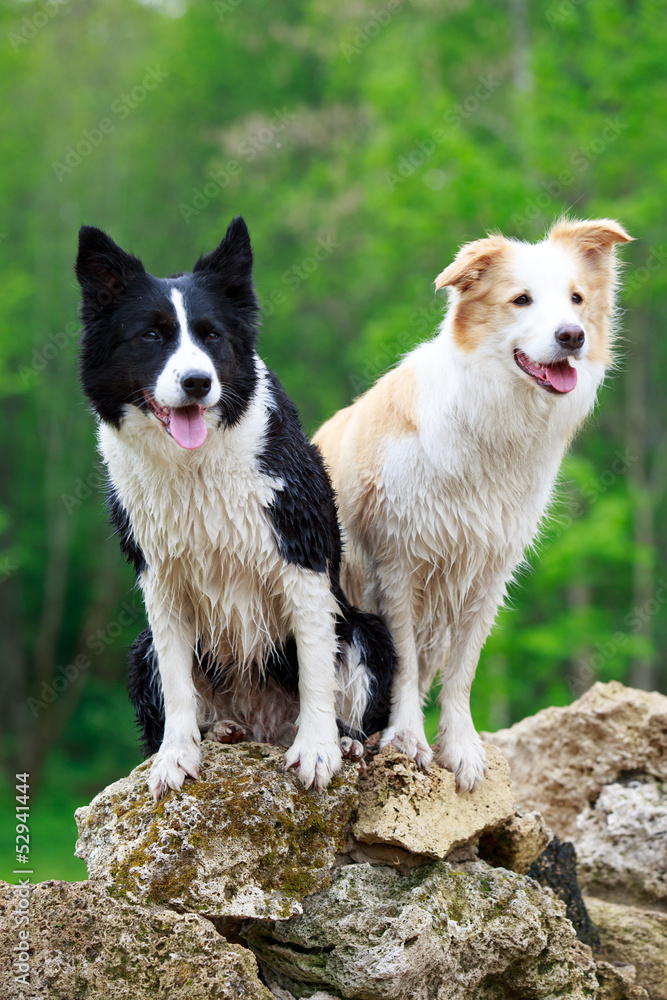 two Border Collies