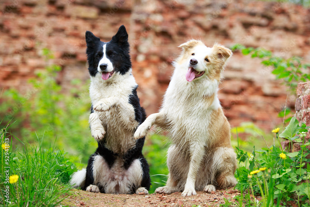 Two Border Collies