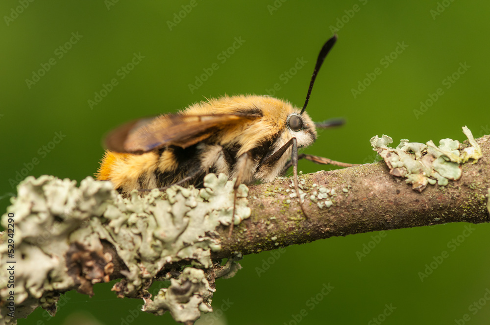 Hemaris Tityus Hemaris Tityus