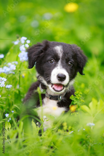 Border Collies black puppy
