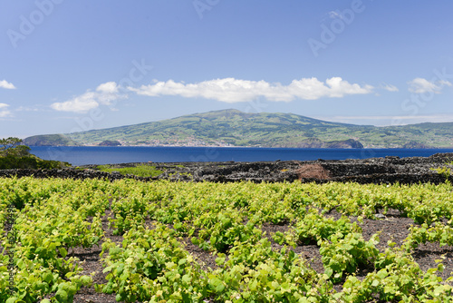 Autour des vignes de l'île du Pico aux Açores