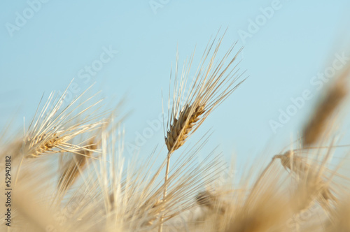 麦の穂
