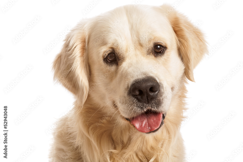 The gold retriever posing in studio. Isolated on white The gold retriever posing in studio. Isolated on white