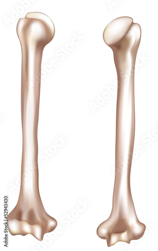 Human arm- Humerus. Medical illustration.